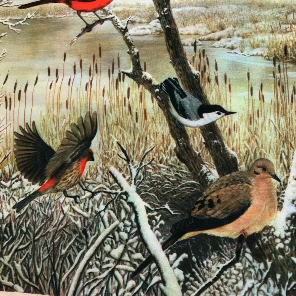 Vintage 1979 national wildlife federation bird scarf 12”x42” cardinal ducks art